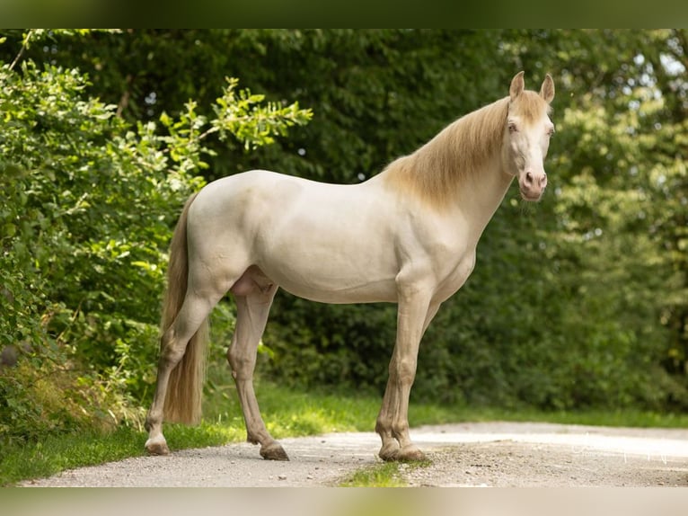 PRE Stallion Perlino in Feuchtwangen