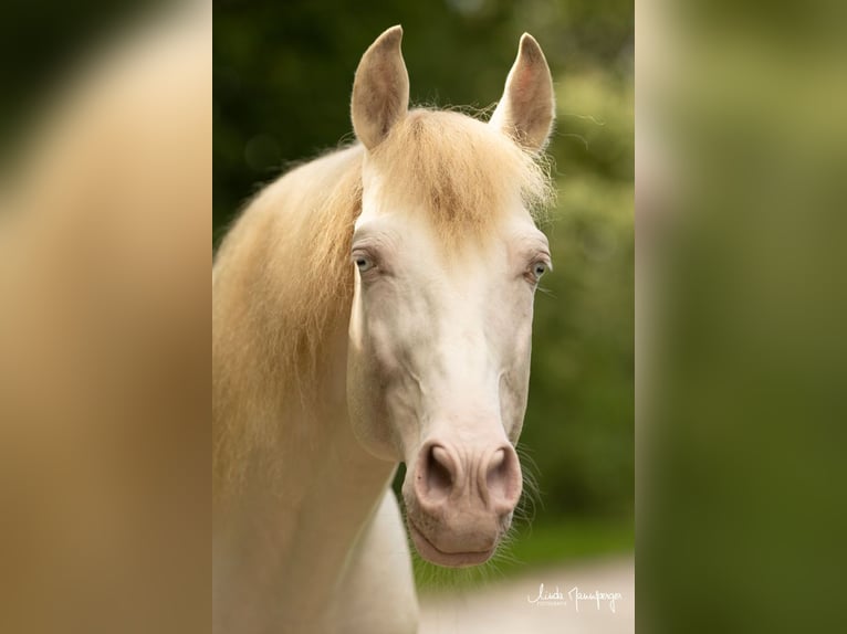 PRE Stallion Perlino in Feuchtwangen