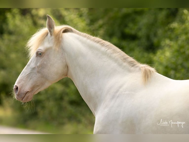 PRE Stallion Perlino in Feuchtwangen