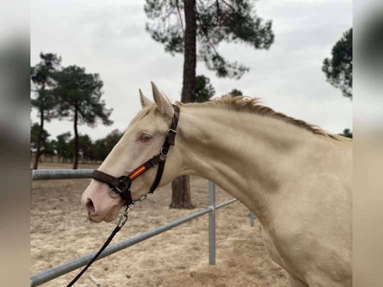 PRE Stallion Perlino in Arevalo