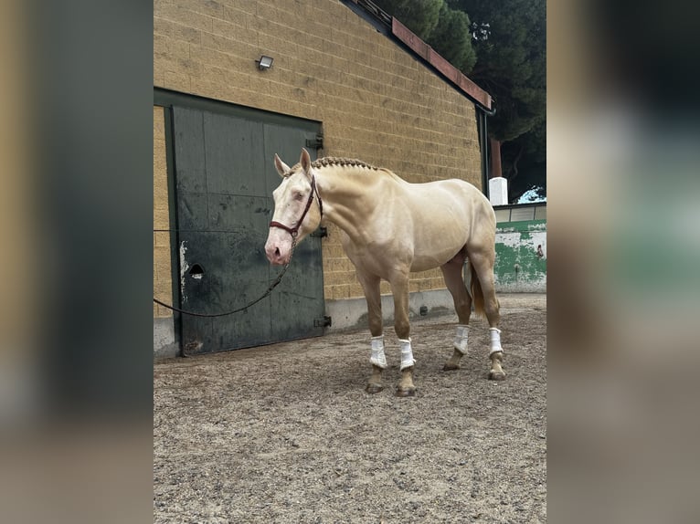 PRE Stallion Perlino in Arevalo