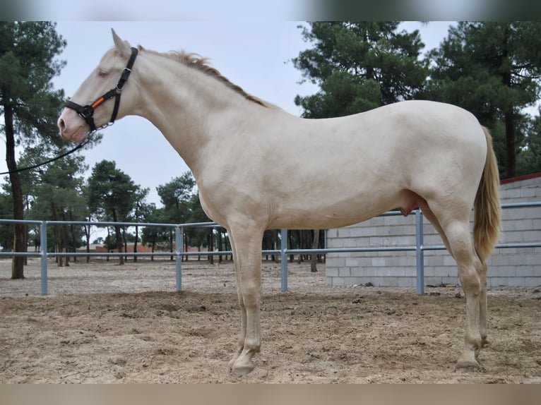 PRE Stallion Perlino in Arevalo