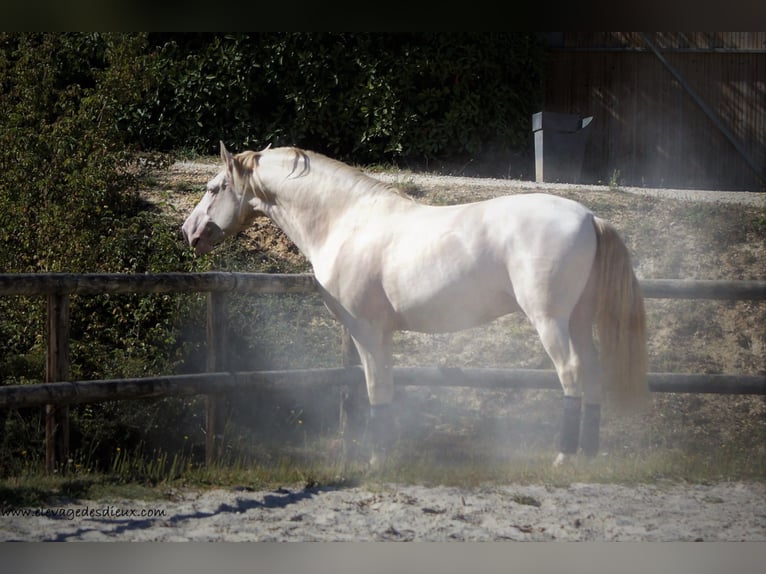 PRE Stallion Perlino in SAINT HIPPOLYTE