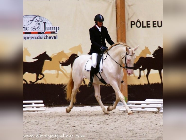 PRE Stallion Perlino in SAINT HIPPOLYTE