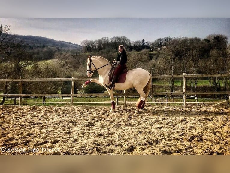 PRE Stallion Perlino in SAINT HIPPOLYTE