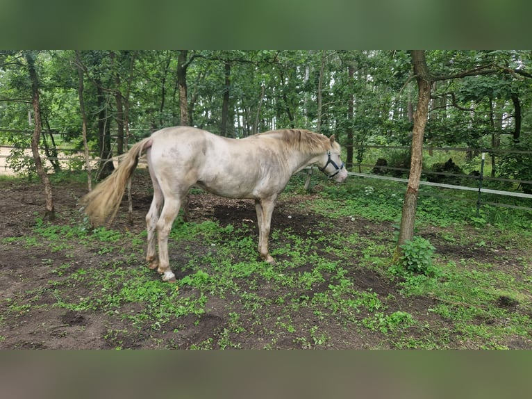 PRE Stallion Perlino in Celle