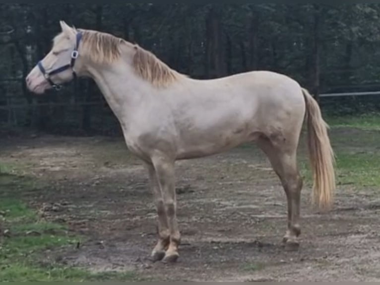 PRE Stallion Perlino in Celle