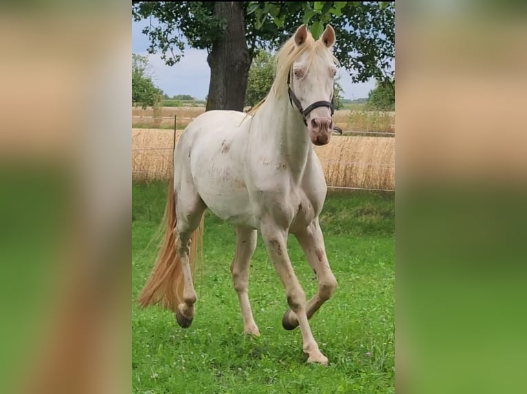 PRE Stallion Perlino in Ohrenbach