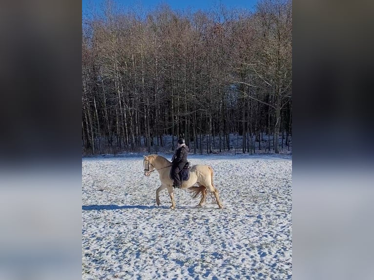 PRE Stallion Perlino in Ohrenbach