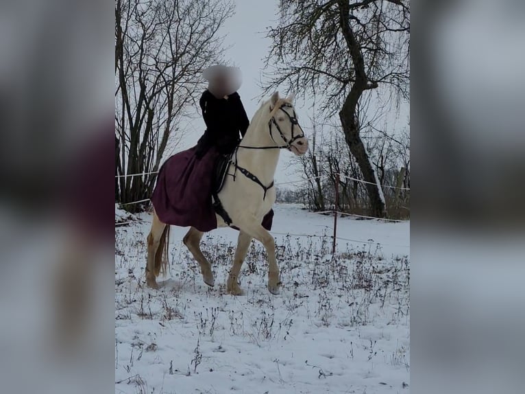 PRE Stallion Perlino in Ohrenbach