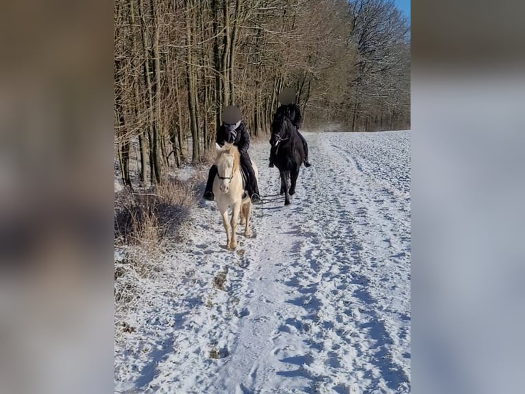 PRE Stallion Perlino in Ohrenbach