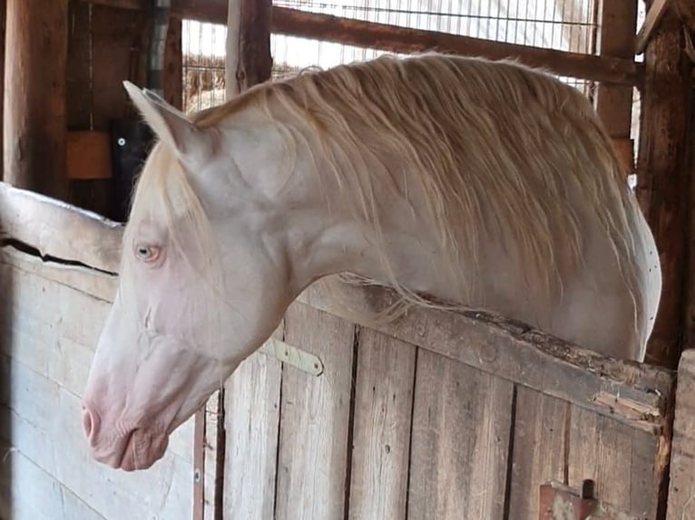 PRE Stallion Perlino in Ohrenbach