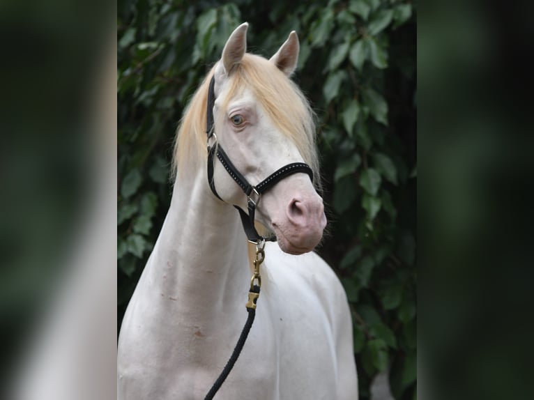 PRE Stallion Perlino in Ohrenbach