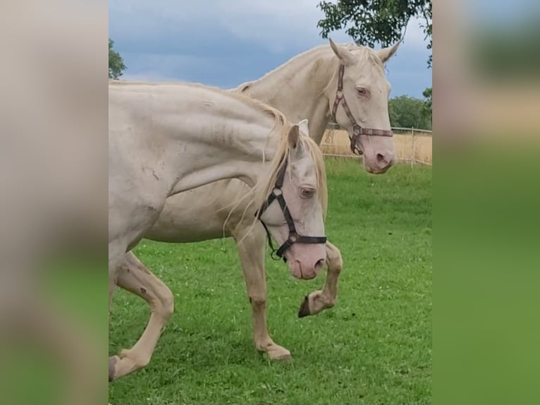 PRE Stallion Perlino in Ohrenbach