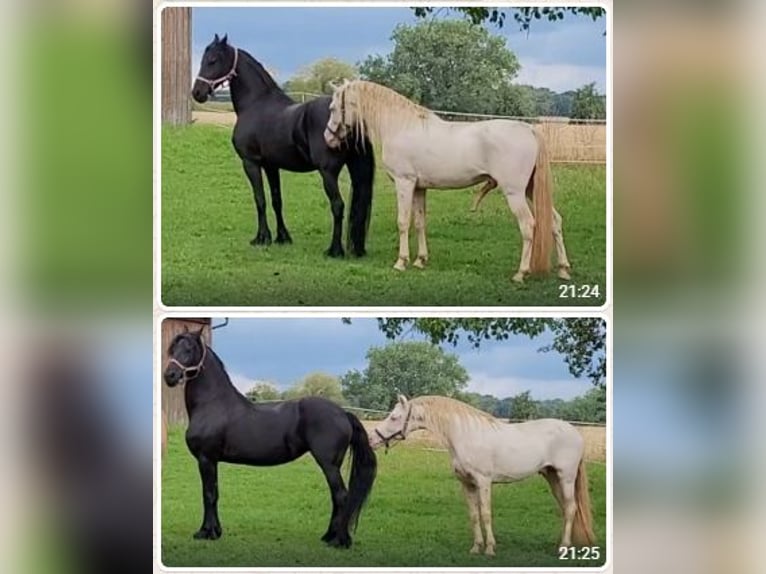 PRE Stallion Perlino in Ohrenbach