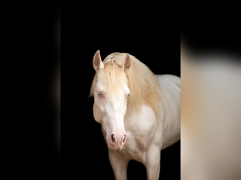 PRE Stallion Perlino in Feuchtwangen