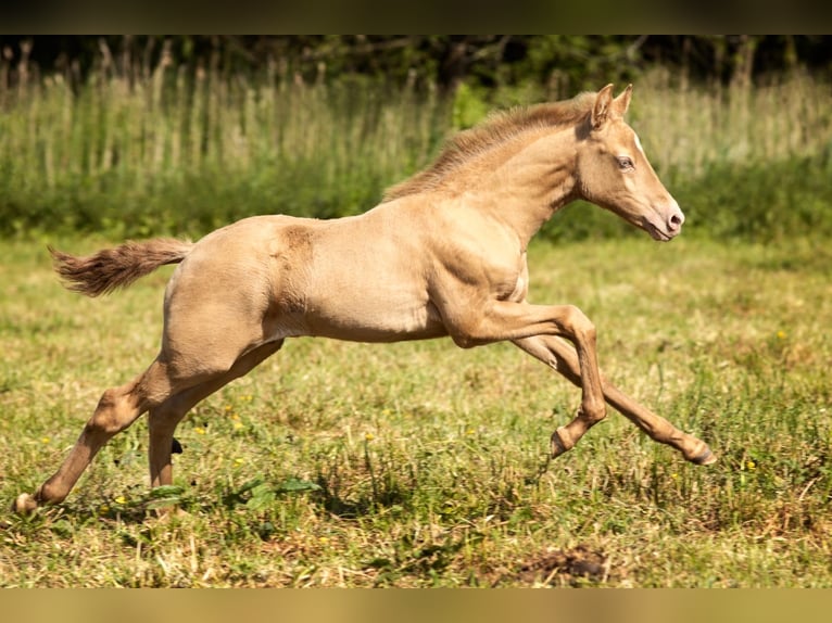 PRE Stallion Perlino in Feuchtwangen