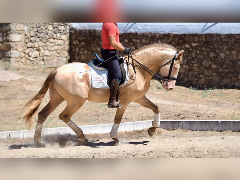 PRE Stallion Perlino in NAVAS DEL MADRONO
