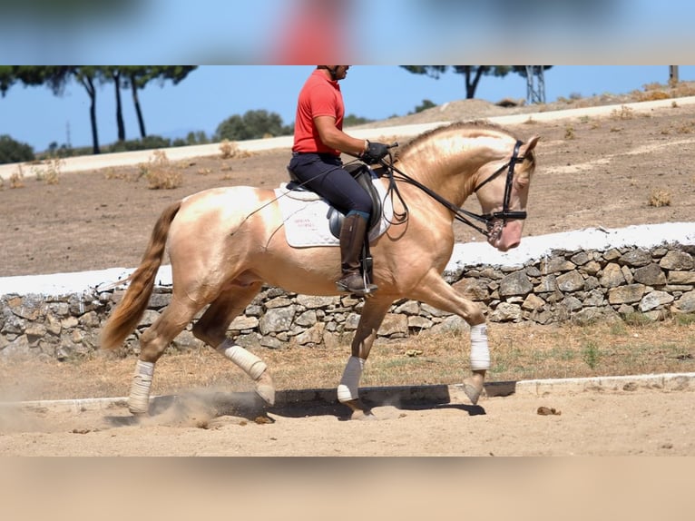 PRE Stallion Perlino in NAVAS DEL MADRONO