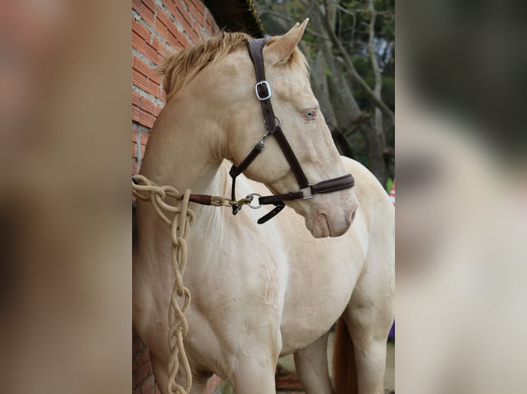 PRE Stallion in Barcelona
