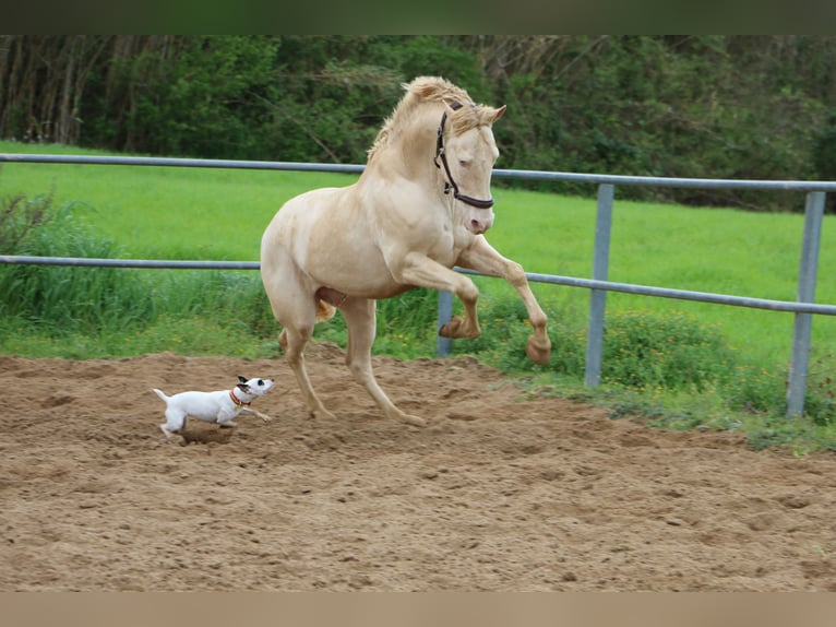 PRE Stallion in Barcelona