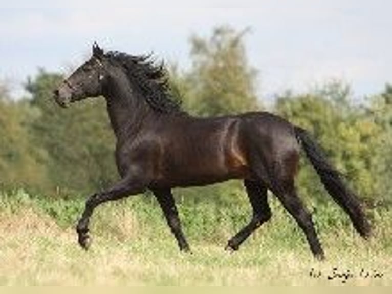 PRE Stallion Smoky-Black in J&#xFC;lich