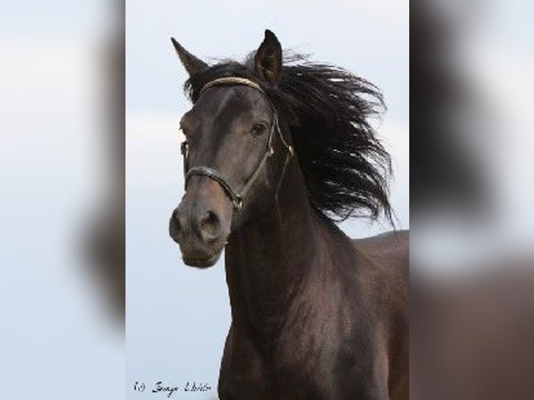 PRE Stallion Smoky-Black in J&#xFC;lich