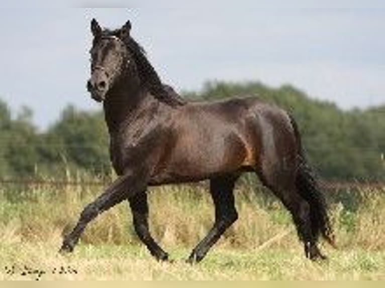 PRE Stallion Smoky-Black in J&#xFC;lich