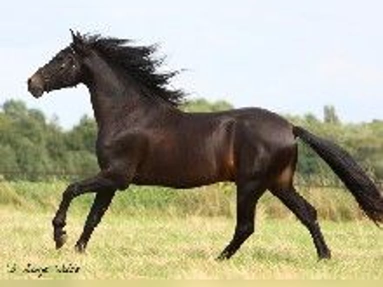 PRE Stallion Smoky-Black in J&#xFC;lich