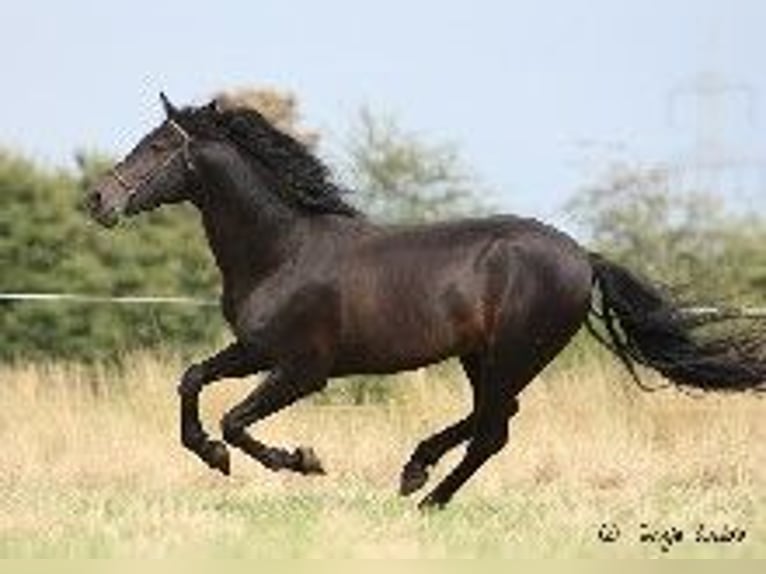 PRE Stallion Smoky-Black in J&#xFC;lich