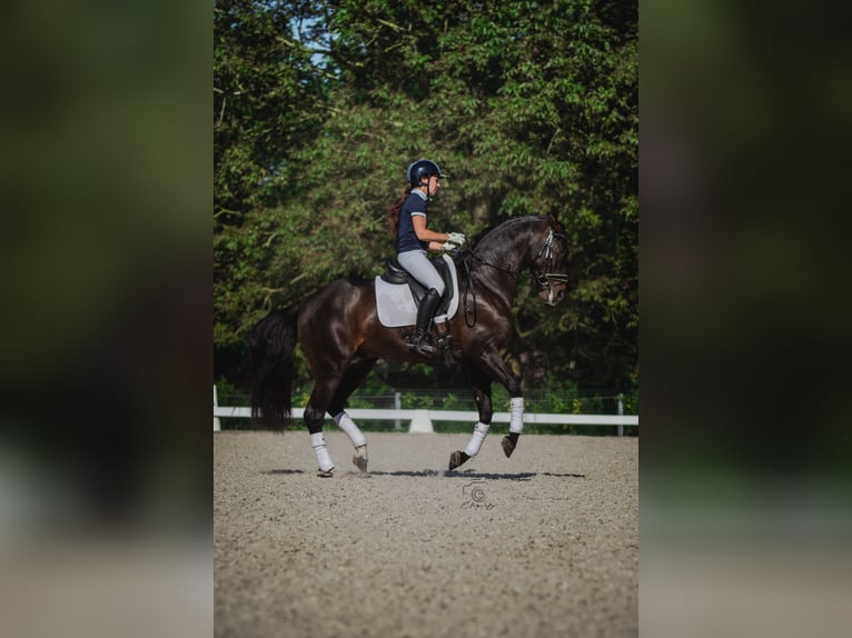 PRE Stallion Smoky-Black in Jemeppe sur sambre