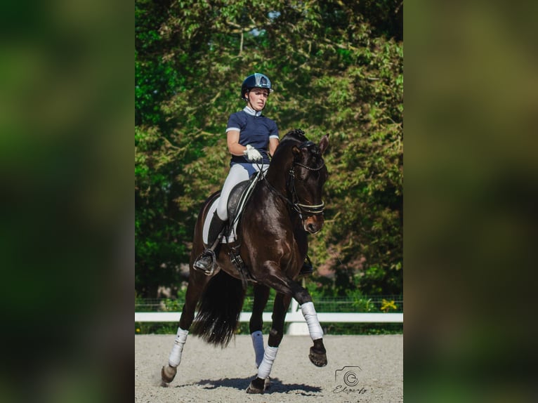 PRE Stallion Smoky-Black in Jemeppe sur sambre