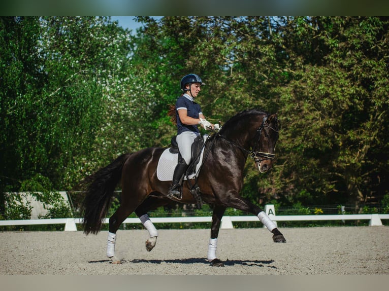 PRE Stallion Smoky-Black in Jemeppe sur sambre