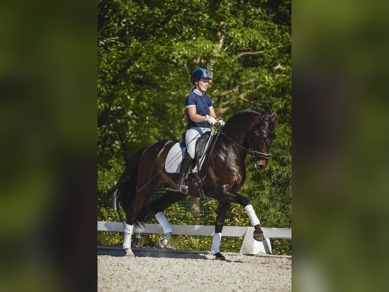 PRE Stallion Smoky-Black in Jemeppe sur sambre