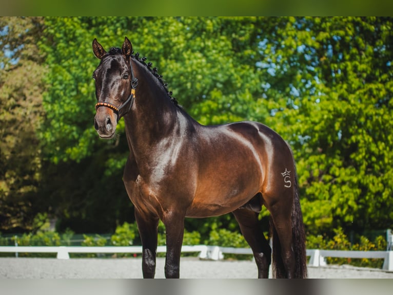 PRE Stallion Smoky-Black in Jemeppe sur sambre