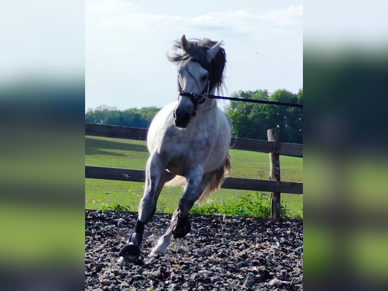 PRE Mix Stallone 10 Anni 160 cm Grigio in Le V&#xE9;zier