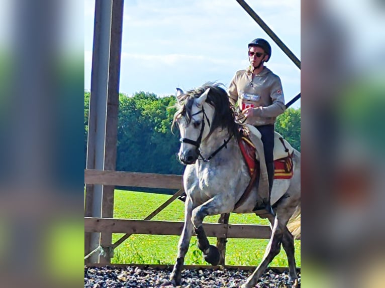PRE Mix Stallone 10 Anni 160 cm Grigio in Le V&#xE9;zier