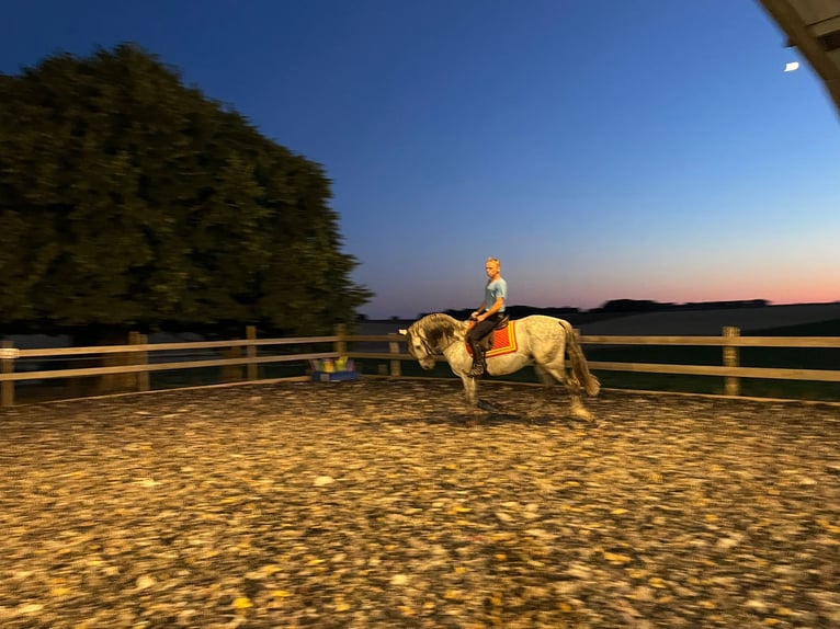 PRE Mix Stallone 10 Anni 160 cm Grigio in Le V&#xE9;zier