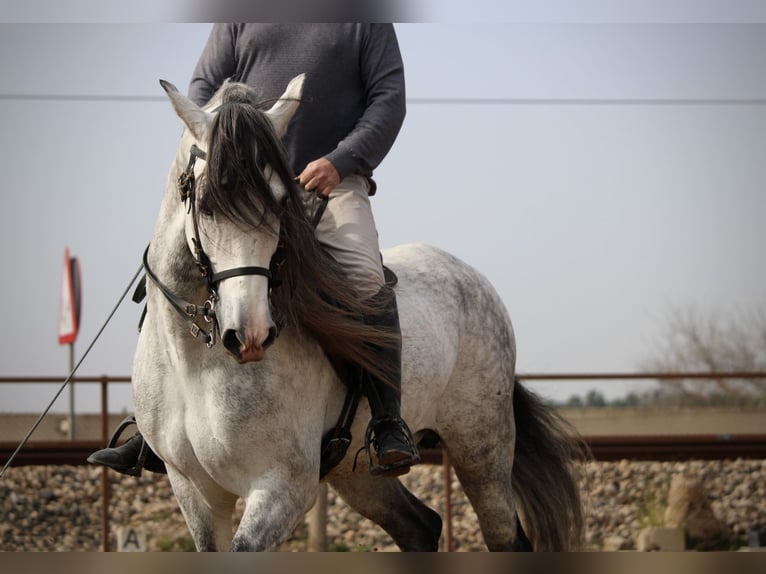PRE Mix Stallone 10 Anni 160 cm Grigio in Valencia