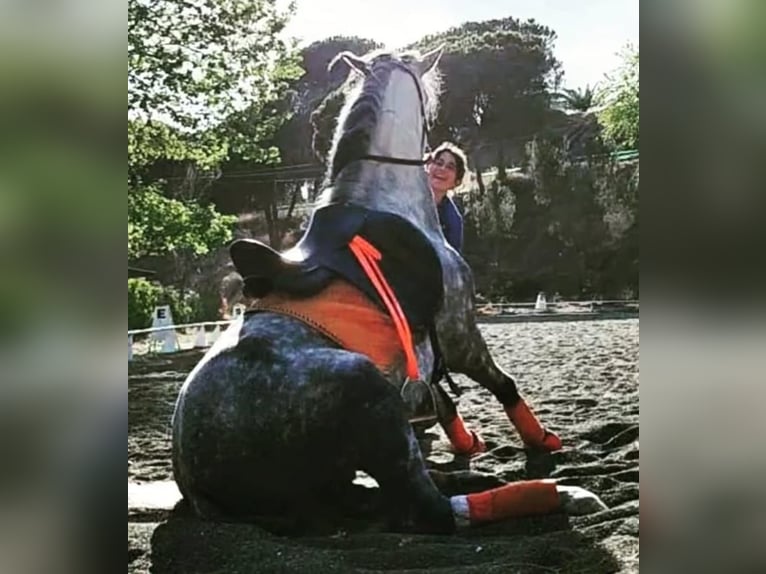 PRE Stallone 10 Anni 160 cm Grigio pezzato in Viladecans