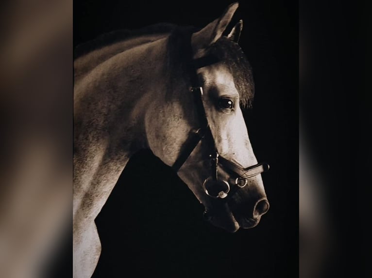 PRE Stallone 10 Anni 160 cm Grigio pezzato in Viladecans