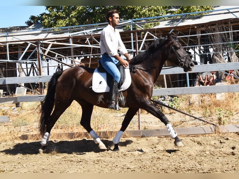 PRE Stallone 10 Anni 162 cm Morello in Provinz Granada