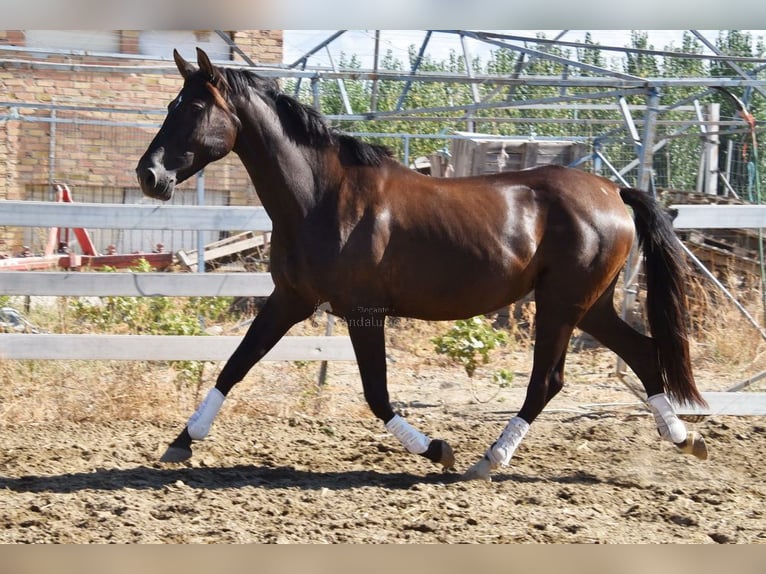 PRE Stallone 10 Anni 162 cm Morello in Provinz Granada