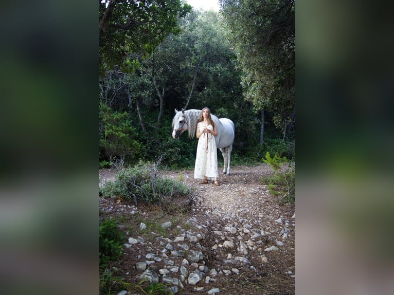 PRE Stallone 10 Anni 163 cm Grigio in Zadar
