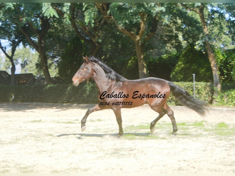 PRE Mix Stallone 10 Anni 165 cm Baio in Vejer de la Frontera