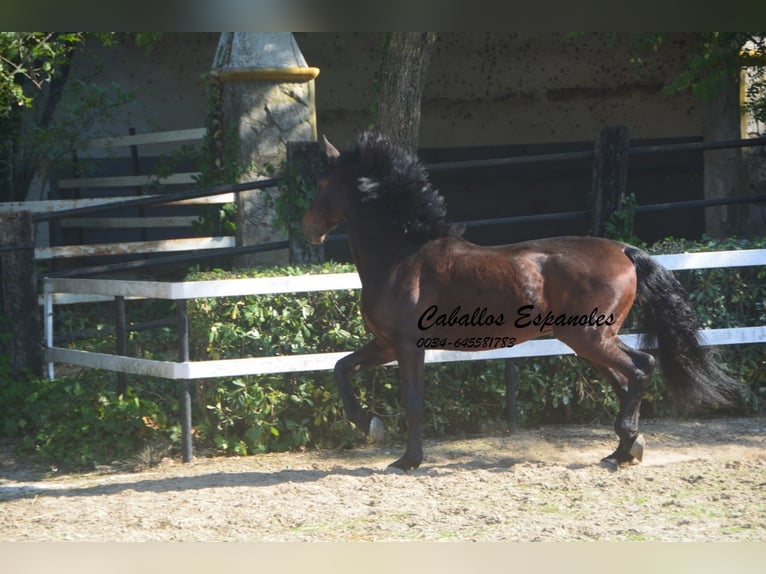 PRE Mix Stallone 10 Anni 165 cm Baio in Vejer de la Frontera