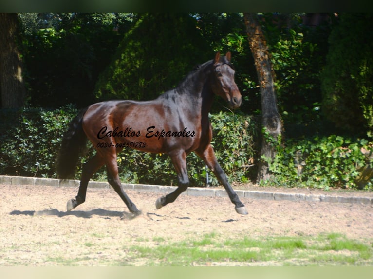 PRE Mix Stallone 10 Anni 165 cm Baio in Vejer de la Frontera