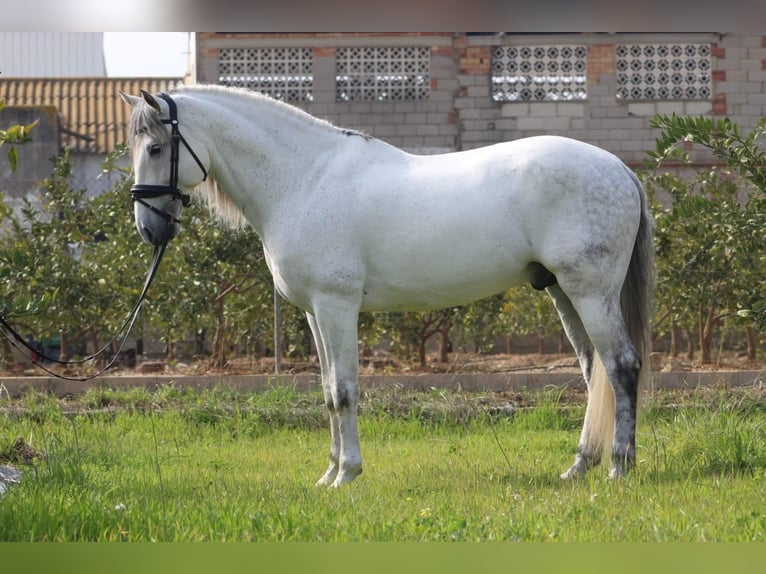 PRE Stallone 10 Anni 165 cm Grigio in Corbera