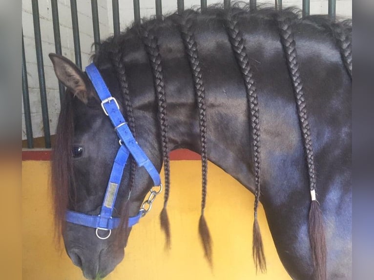 PRE Mix Stallone 10 Anni 167 cm Morello in Huelva