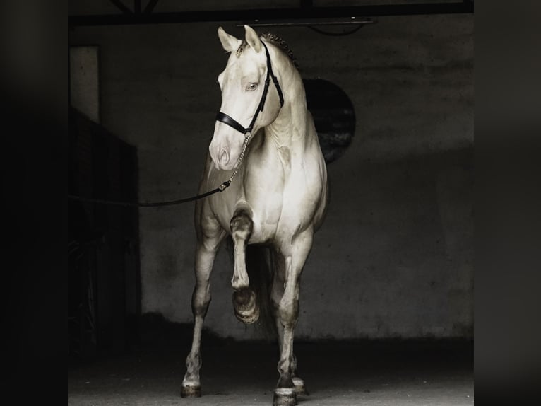 PRE Mix Stallone 10 Anni 167 cm Perlino in La Cabrera